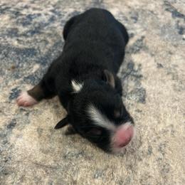 Boy 2 - Black tri-color male Australian Shepherd puppy in Broadview, Montana from Montana Aussies