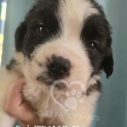 Red FEMALE - White and brown female Saint Bernard puppy in Kaukauna, Wisconsin from Holtz Family Saints