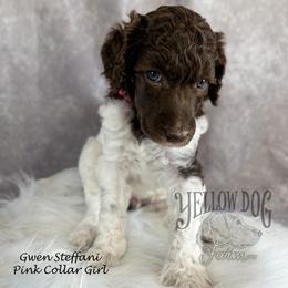 Poodle Puppies from Yellow Dog Farm
