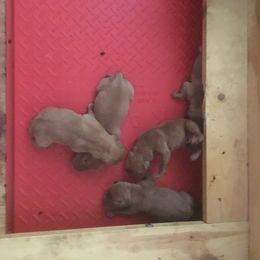 Havanese and Labrador Retriever Puppies from Hudson Valley Labradors and Havanese of Claverack