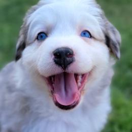 Bliss - Australian Shepherd puppy from Kerr Aussies