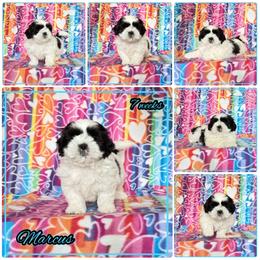 Luka now (Marcus) - Black and white male Shih Tzu puppy in Yelm, Washington from Lala's All Star Shih Tzu