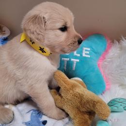 Boy 5 - male Golden Retriever puppy in Sparta, Tennessee from Poso Creek Corgis