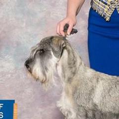 Zivah - Standard Schnauzer