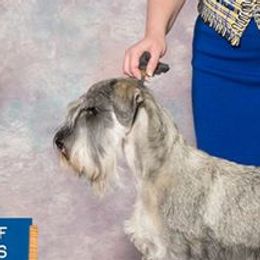 Zivah - Standard Schnauzer