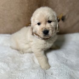 Flint - Light golden male Golden Retriever puppy in Phillips, Wisconsin from Alfalfa Lane Adventures