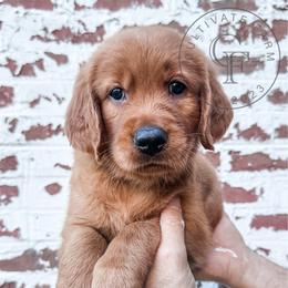 Timber - dark green - Dark golden male Golden Retriever puppy in Greeneville, Tennessee from Cultivate Farm