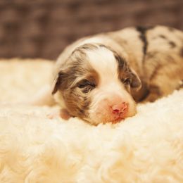 German Shepherd and Miniature American Shepherd Puppies from Sonnenhügel Shepherds