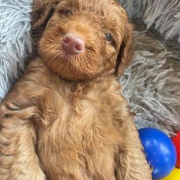 Australian Labradoodle Puppies from Catskill Country Labradoodles