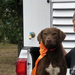 Billie - Chesapeake Bay Retriever