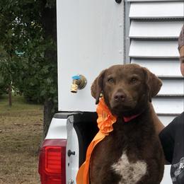 Billie - Chesapeake Bay Retriever