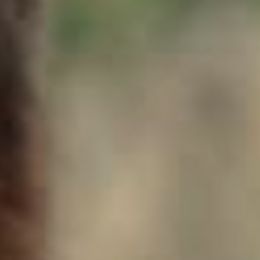 German Shepherds and Miniature Australian Shepherds from Haus Bossard German Shepherds