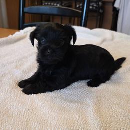 Moose - Black and tan male Yorkshire Terrier puppy in Lakeland, Florida from You Me & The Yorkies