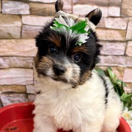 Vinnie - Black tan and white male Biewer Terrier puppy in Winslow, Arkansas from Morning Glory Puppies