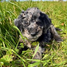 Milo - Blue male Pyredoodle puppy in Willacoochee, Georgia from Kitandkboodle's Doodles