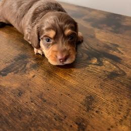 Fern - Chocolate and tan male Dachshund puppy in Brunswick, Georgia from Teenie Tiny Dachshunds