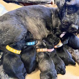 Miniature Schnauzer Puppies from Chantel's Miniature Schnauzers
