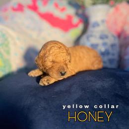Goldendoodle Puppies from ENC Goldendoodles