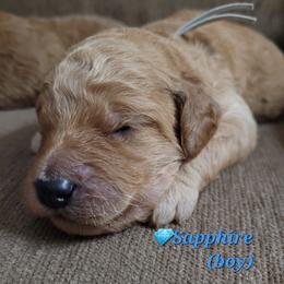 Goldendoodle Puppies from 3 Willows Goldendoodles