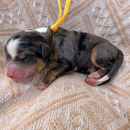 Yellow - Blue merle male Bernedoodle puppy in Charleston, South Carolina from Palm Belle Doodles