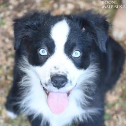 Boone - Black & white male Miniature Australian Shepherd puppy in Patterson, North Carolina from DreamLine Aussies