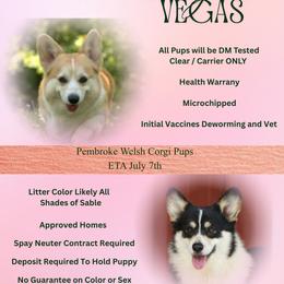 Pembroke Welsh Corgi puppies from Flipside Dogs