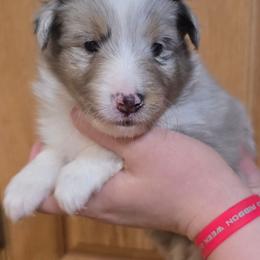 Ziggy - Blue merle white and tan male Shetland Sheepdog puppy in Luray, Missouri from Krayola Shelties