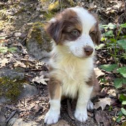 James - Red tri-color male Australian Shepherd puppy in Grants Pass, Oregon from Carmel Mountain Aussies