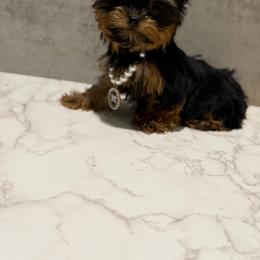 Sapphire Small - Black and gold female Yorkshire Terrier puppy in Maple Heights, Ohio from Yorkiesllc