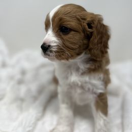 Australian Labradoodle, Bernedoodle, Cavapoo, and Poodle Puppies from Walk with Me Doodles
