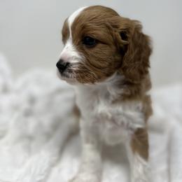 Australian Labradoodle, Bernedoodle, Cavapoo, and Poodle Puppies from Walk with Me Doodles