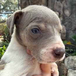 Sarra - Silver female Great Dane puppy in Florida from Beachside Kennels