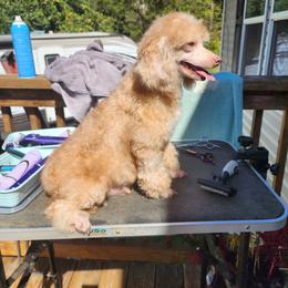 Elora - Poodle