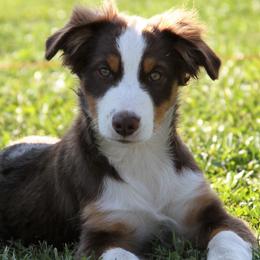 ORIOLE (aka Jasper) - Red Miniature Australian Shepherd puppy in Omak, Washington from Willow Flats Kennels