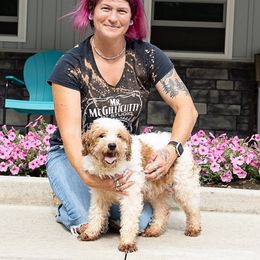 Mandy - Goldendoodle