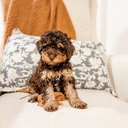 Blaze - Phantom male Bernedoodle puppy in Sharpsburg, Georgia from Steindoodles