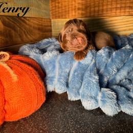 Henry - Brown male Newfoundland puppy in Tully, New York from Bear Paw Newfoundlands