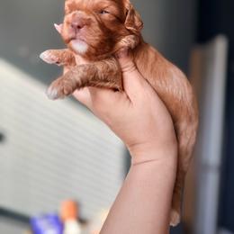 Medusa - Red female Cavapoo puppy in Spring Hill, Florida from Parisian Puppies