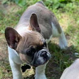 French Bulldogs from Fond of Frenchies