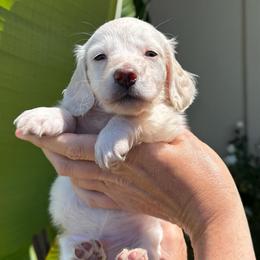 Prince Henery green Collar cream - Cream male Dachshund puppy in El Cajon, California from Lisa Buxton