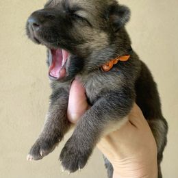 German Shepherd and White Shepherd Puppies from Scenic Creek German Shepherds