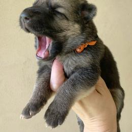 German Shepherd and White Shepherd Puppies from Scenic Creek German Shepherds