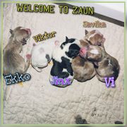 Sporty Mix puppies from Dauntless Chihuahuas