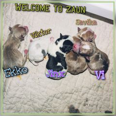 Sporty Mix puppies from Dauntless Chihuahuas
