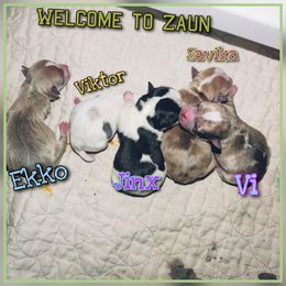 Sporty Mix puppies from Dauntless Chihuahuas