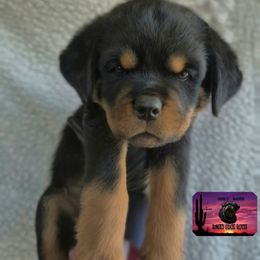 Rottweiler Puppies from Sunset State Rotts