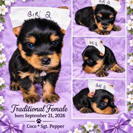 HOLLY - Blue and gold female Yorkshire Terrier puppy in Michigan from TenderLittleCuties
