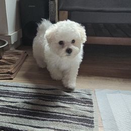 Bichon Frise and Cavalier King Charles Spaniel Puppies from Beloved Bichons & Cavaliers