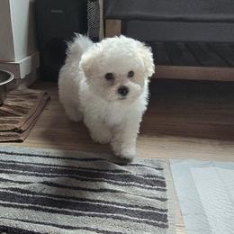 Bichon Frise and Cavalier King Charles Spaniel Puppies from Beloved Bichons & Cavaliers