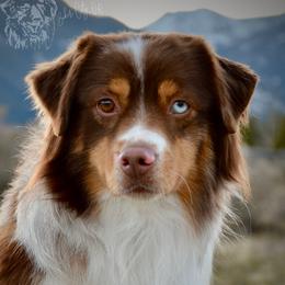 Phoenix - Miniature Australian Shepherd